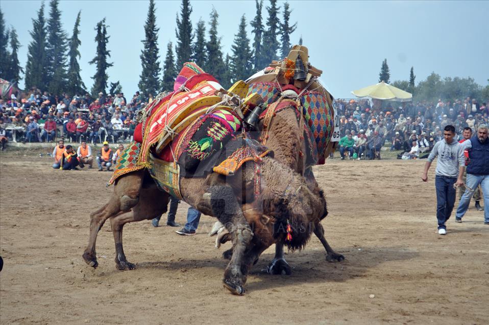 Camel wrestling festival in western Turkey