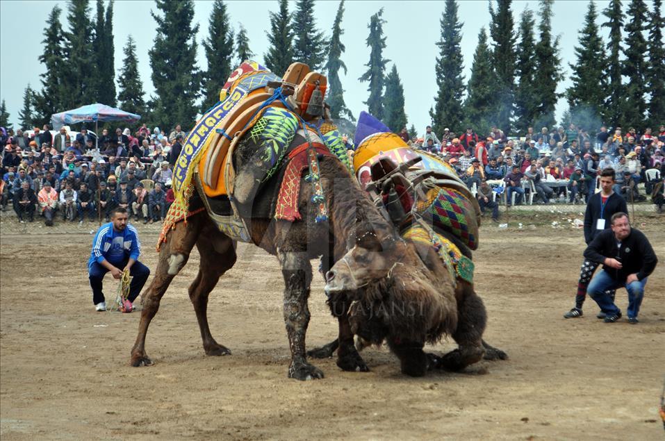 Camel wrestling festival in western Turkey