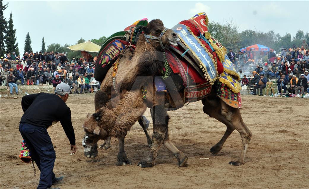 Camel Wrestling Festival In Western Turkey - Anadolu Ajansı