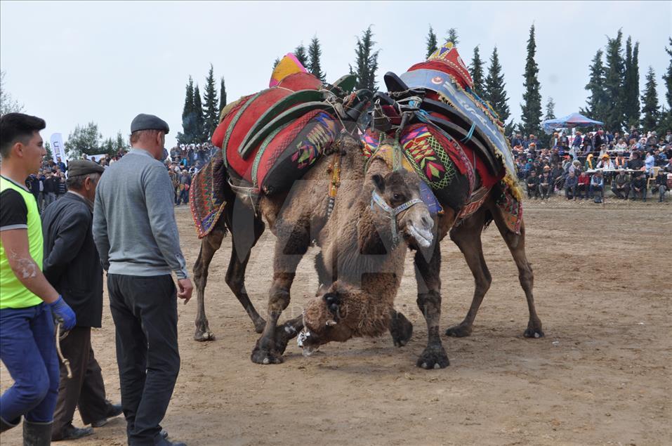 Camel wrestling festival in western Turkey