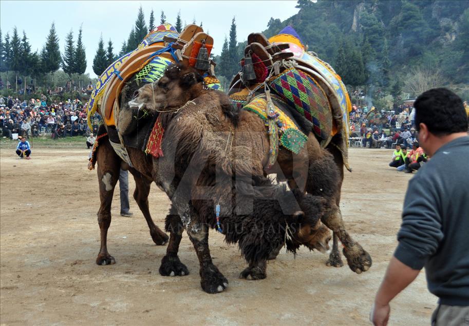 Camel wrestling festival in western Turkey