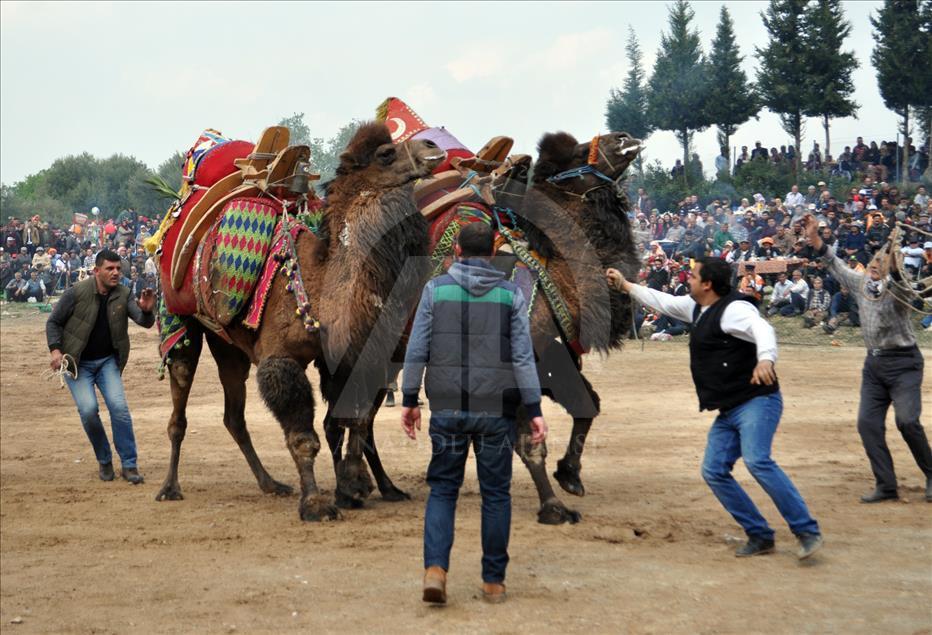 Camel wrestling festival in western Turkey
