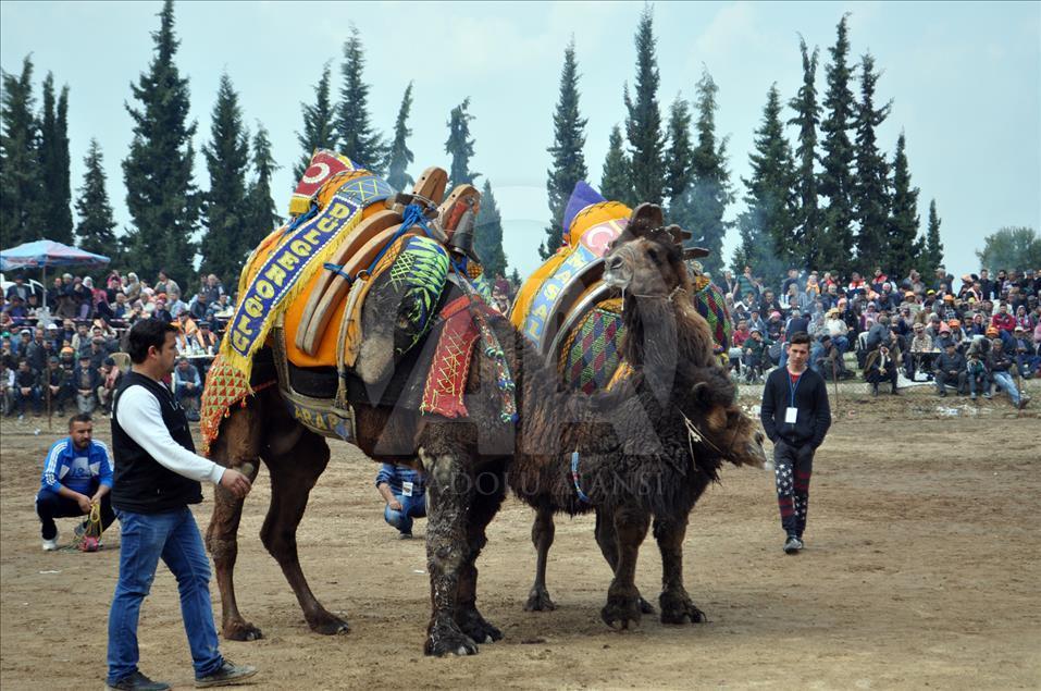 Camel Wrestling Festival In Western Turkey - Anadolu Ajansı