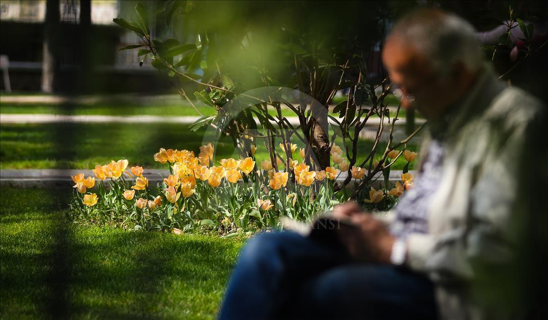 Bursa'da çiçeklerle renk cümbüşü