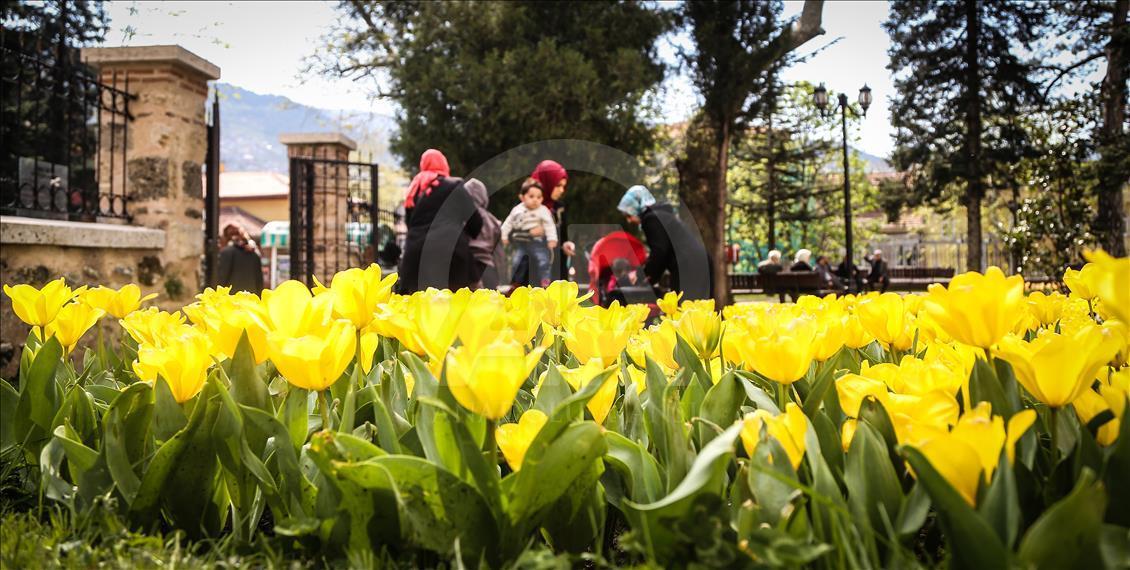 Bursa'da çiçeklerle renk cümbüşü