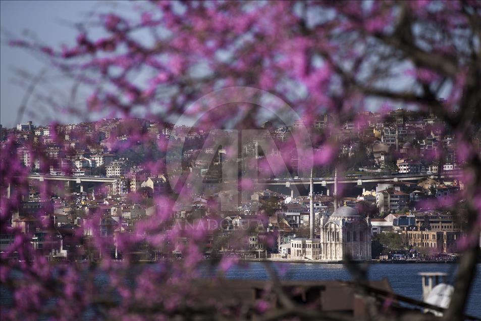 The color of Istanbul the judas trees