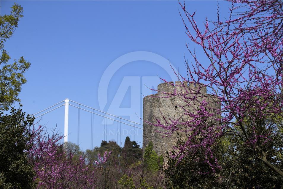 The color of Istanbul the judas trees