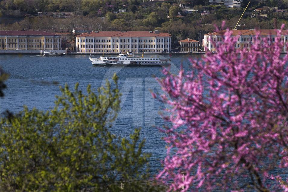 The color of Istanbul the judas trees