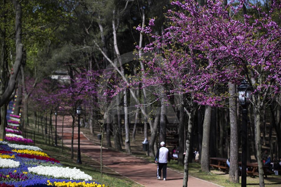 The color of Istanbul the judas trees