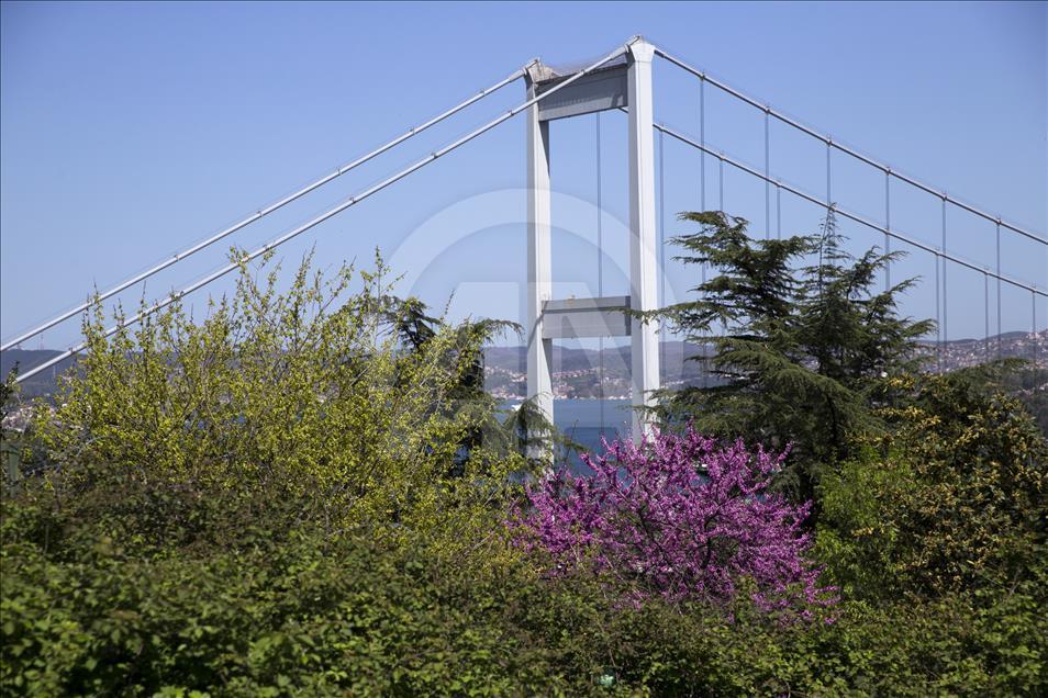 The color of Istanbul the judas trees