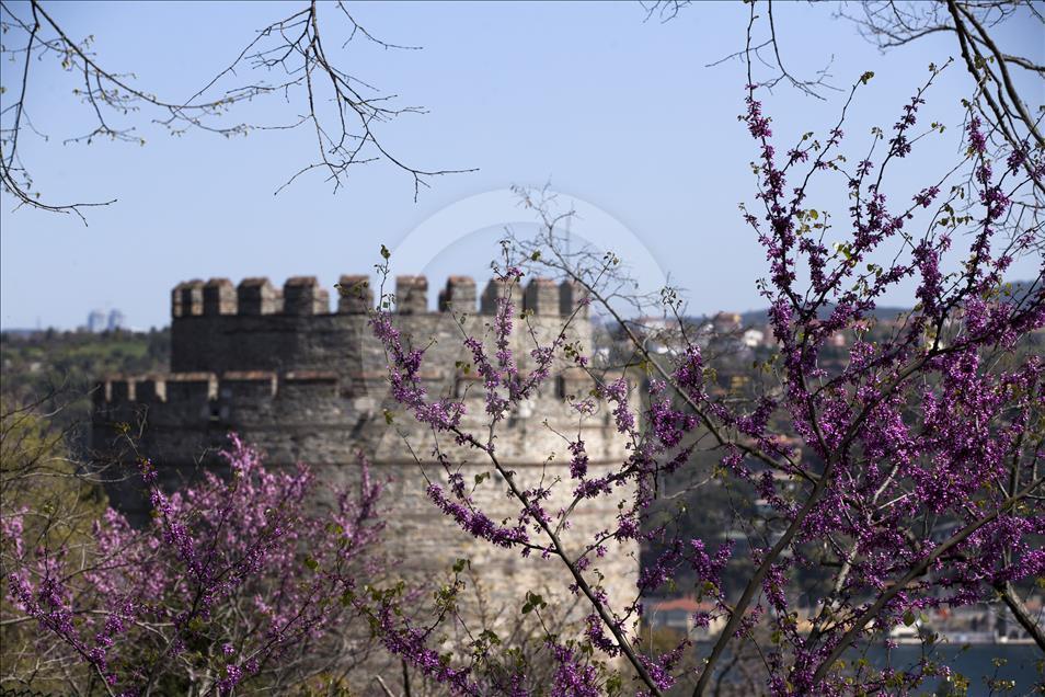 The color of Istanbul the judas trees