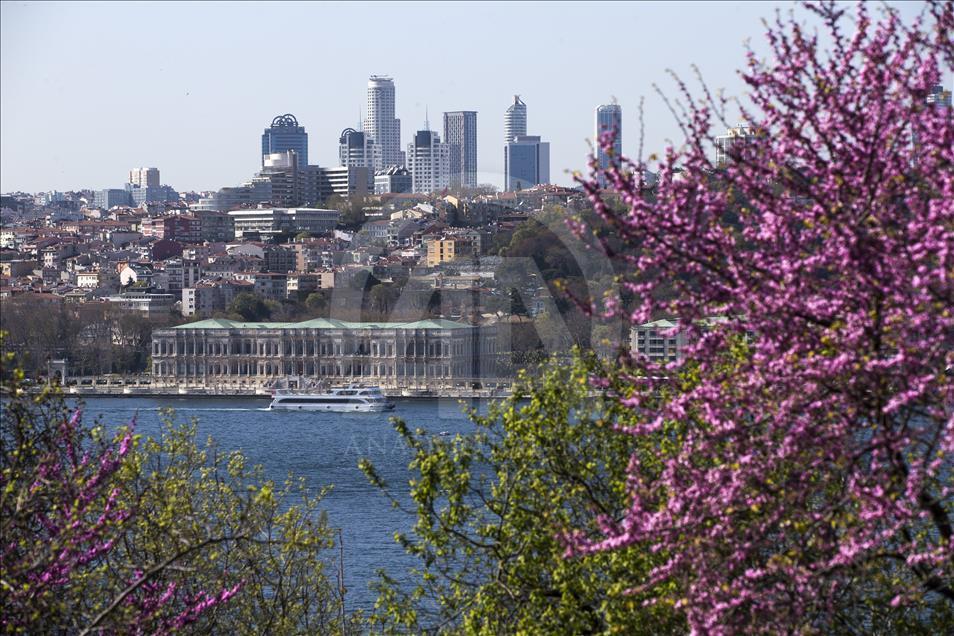 The color of Istanbul the judas trees