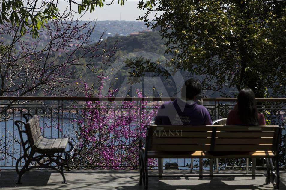 The color of Istanbul the judas trees