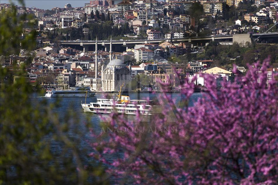 The color of Istanbul the judas trees