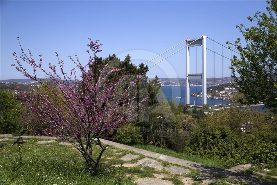 The color of Istanbul the judas trees