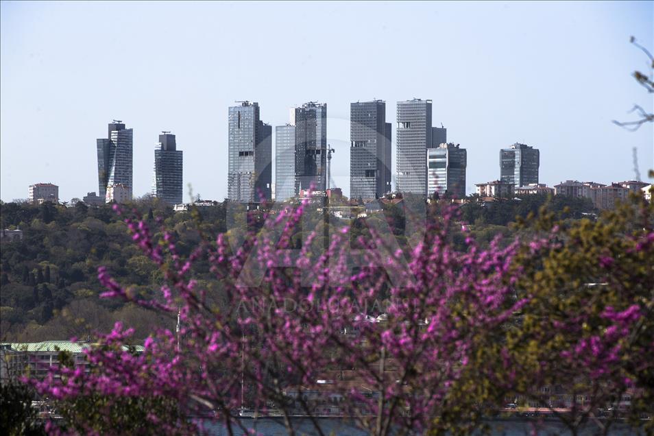 The color of Istanbul the judas trees