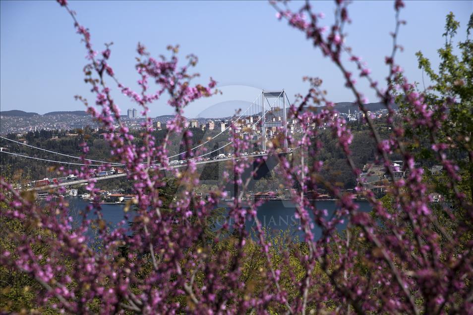 The color of Istanbul the judas trees