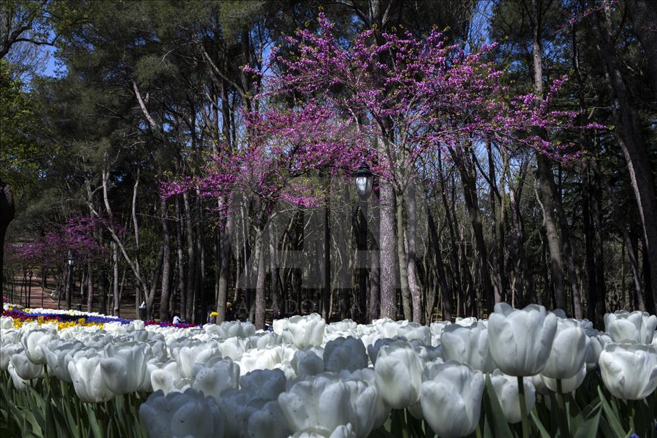 The color of Istanbul the judas trees