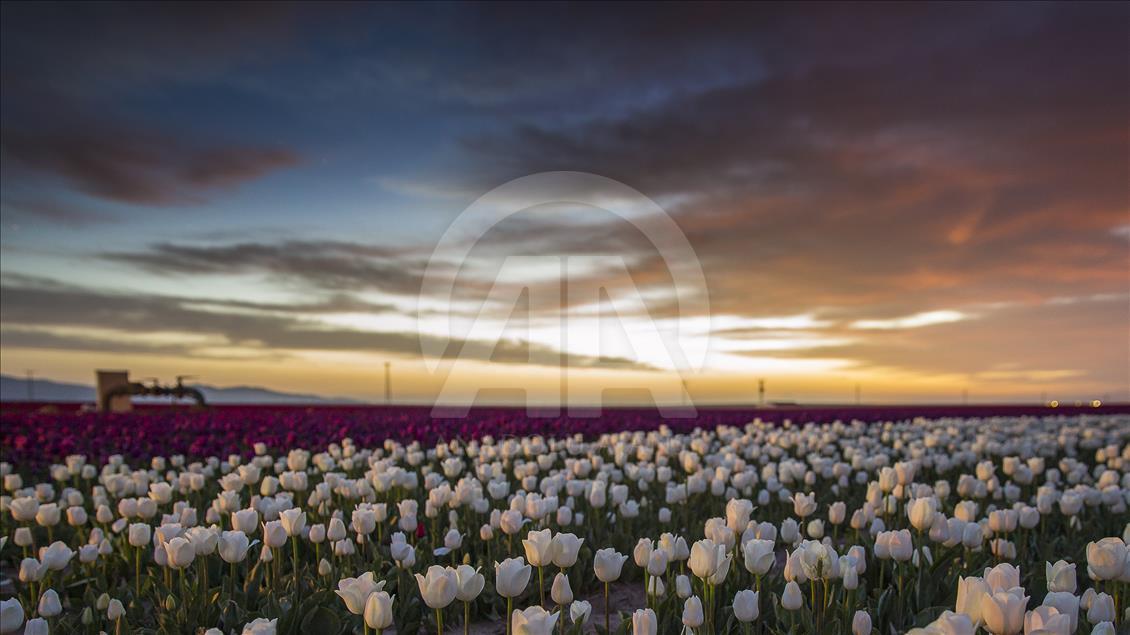 Colorful tulip fields in Turkey's Konya