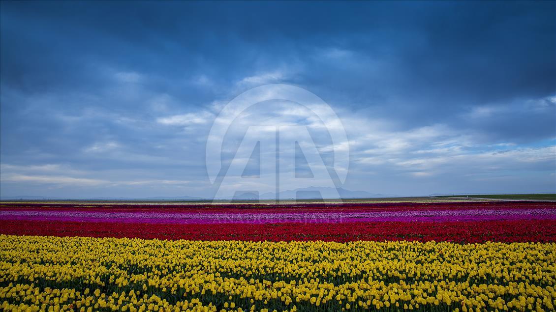 Colorful tulip fields in Turkey's Konya
