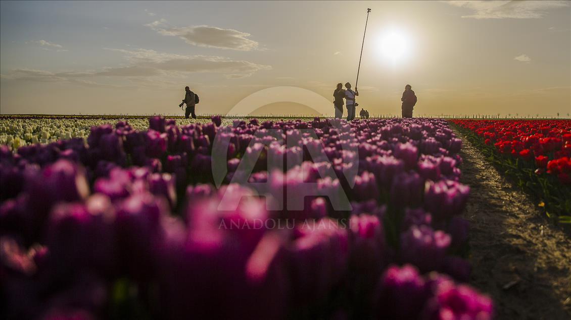 Colorful tulip fields in Turkey's Konya