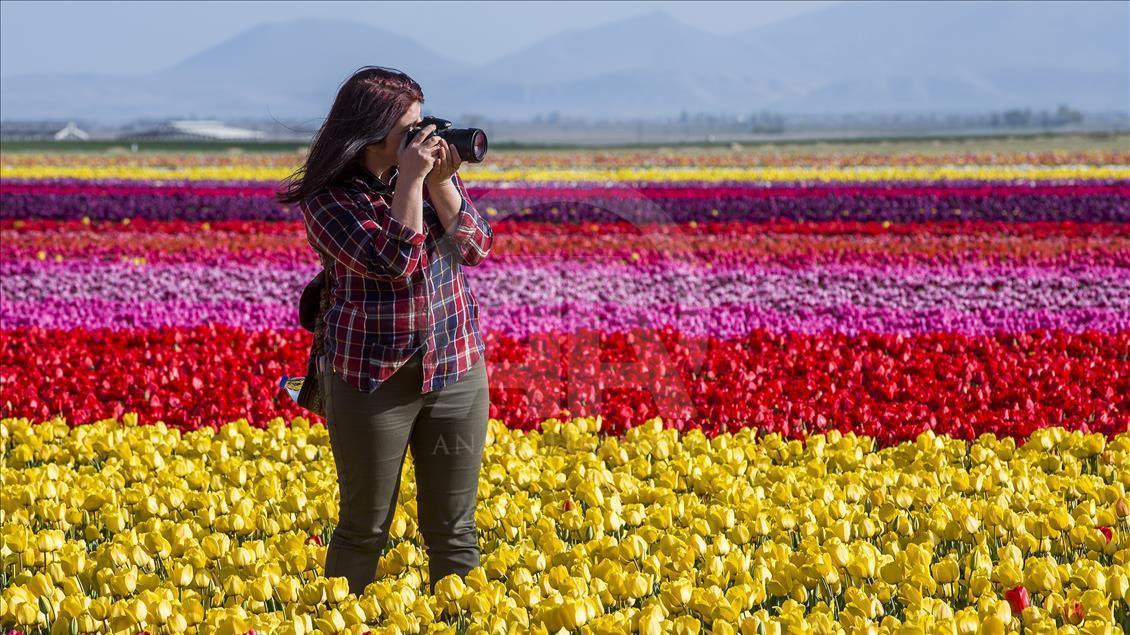 Colorful tulip fields in Turkey's Konya