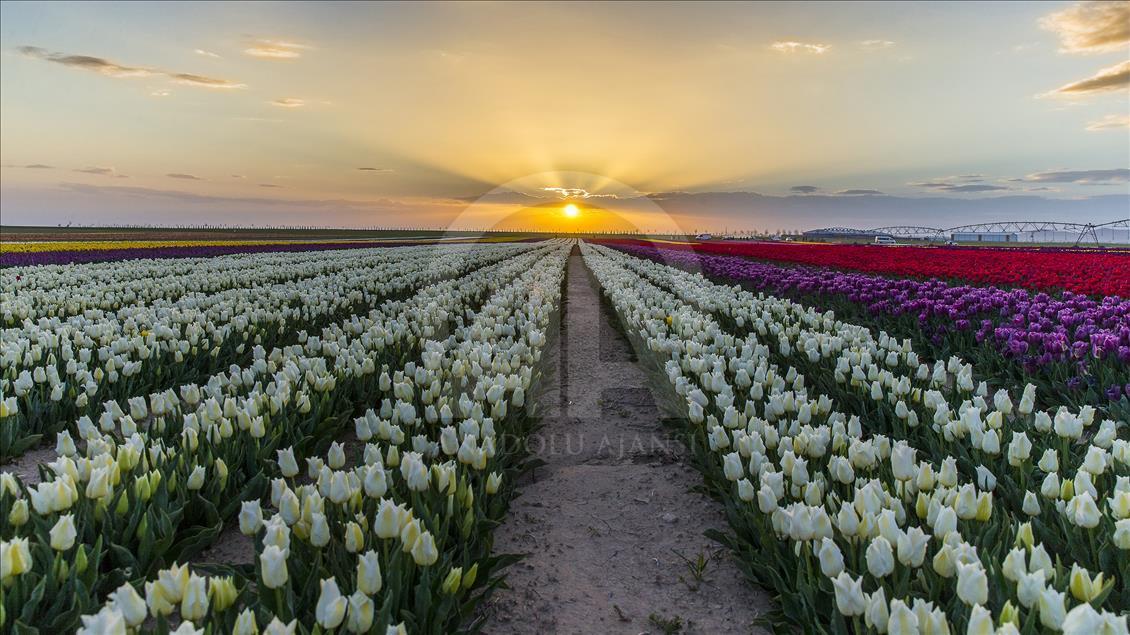 Colorful tulip fields in Turkey's Konya