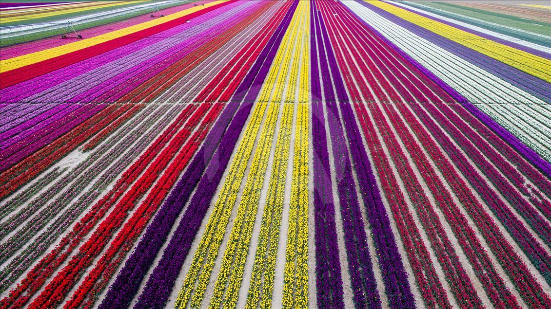 Colorful tulip fields in Turkey's Konya