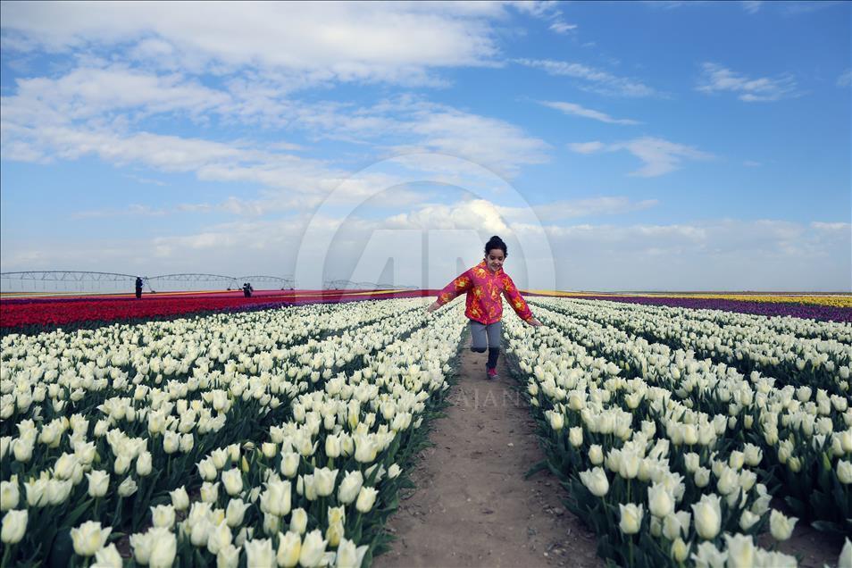 Colorful tulip fields in Turkey's Konya