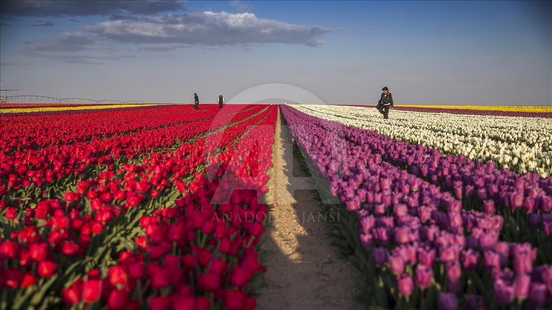Colorful tulip fields in Turkey's Konya