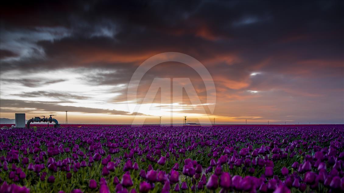 Colorful tulip fields in Turkey's Konya