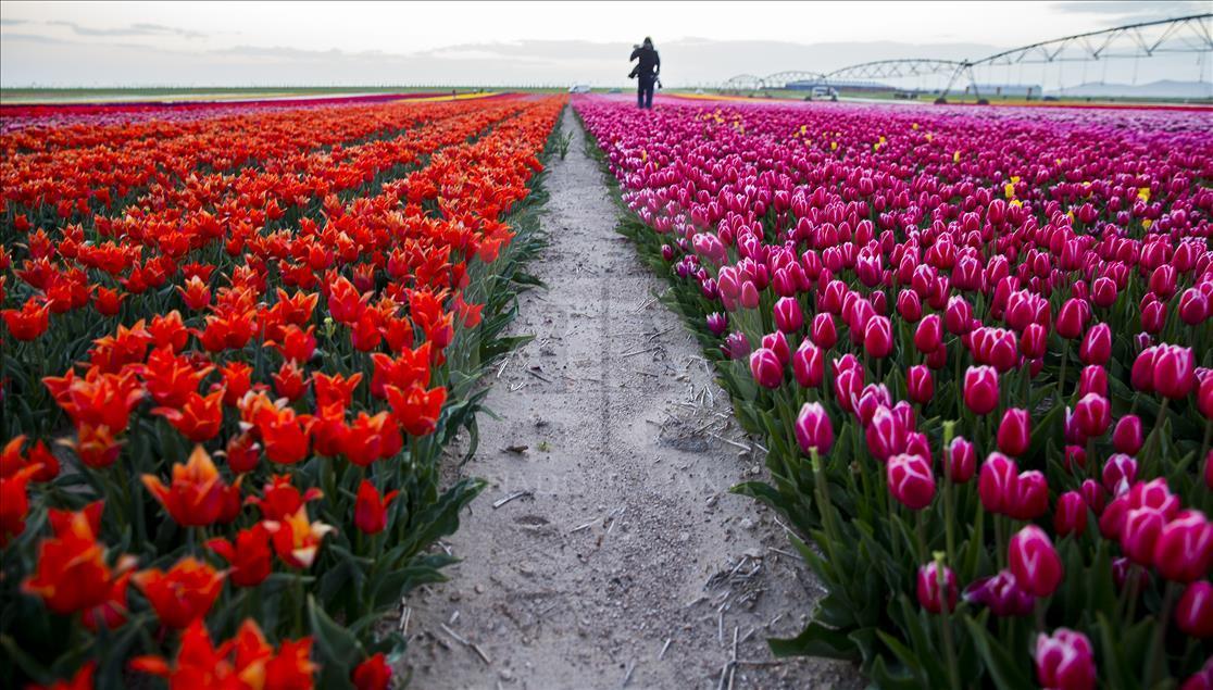 Colorful tulip fields in Turkey's Konya