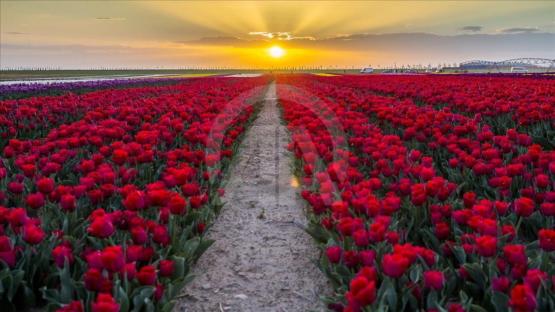 Colorful tulip fields in Turkey's Konya