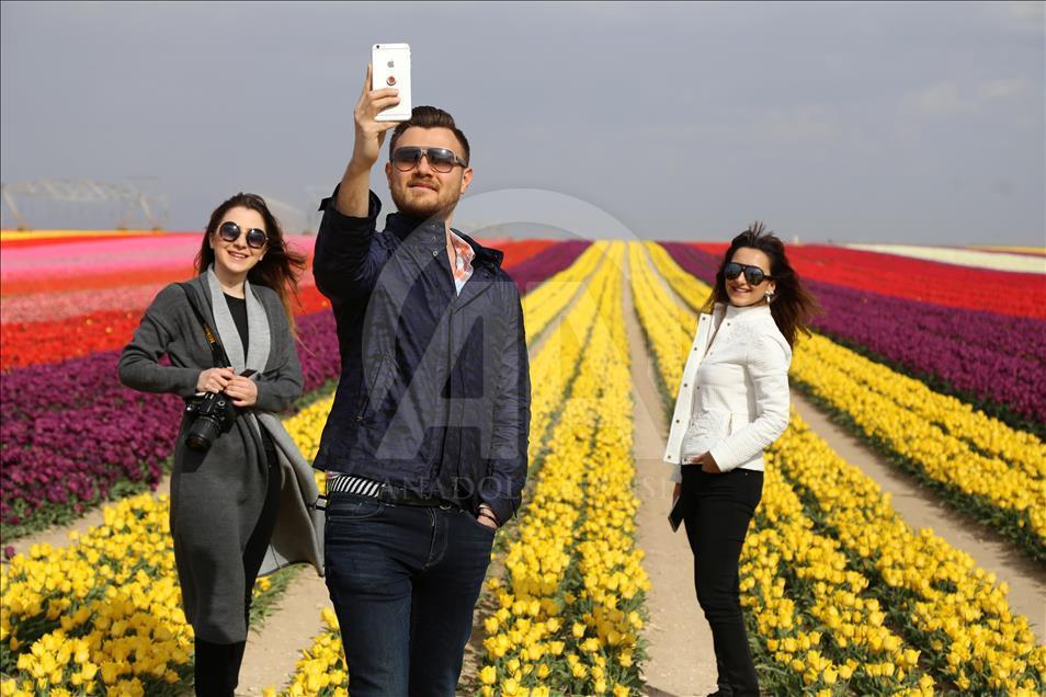 Colorful tulip fields in Turkey's Konya