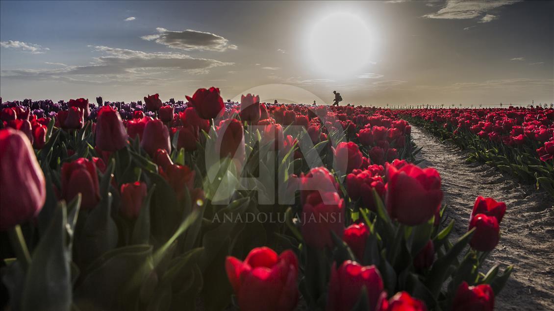Colorful tulip fields in Turkey's Konya