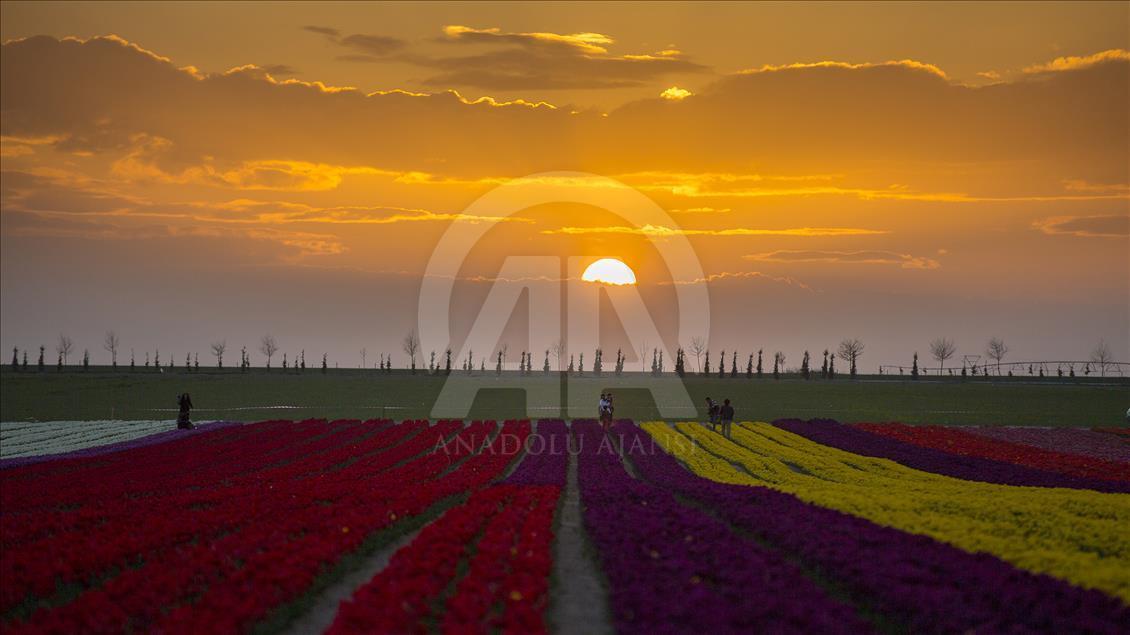 Colorful tulip fields in Turkey's Konya