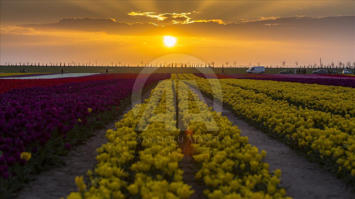 Colorful tulip fields in Turkey's Konya