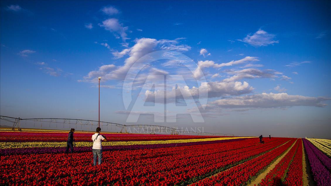 Colorful tulip fields in Turkey's Konya