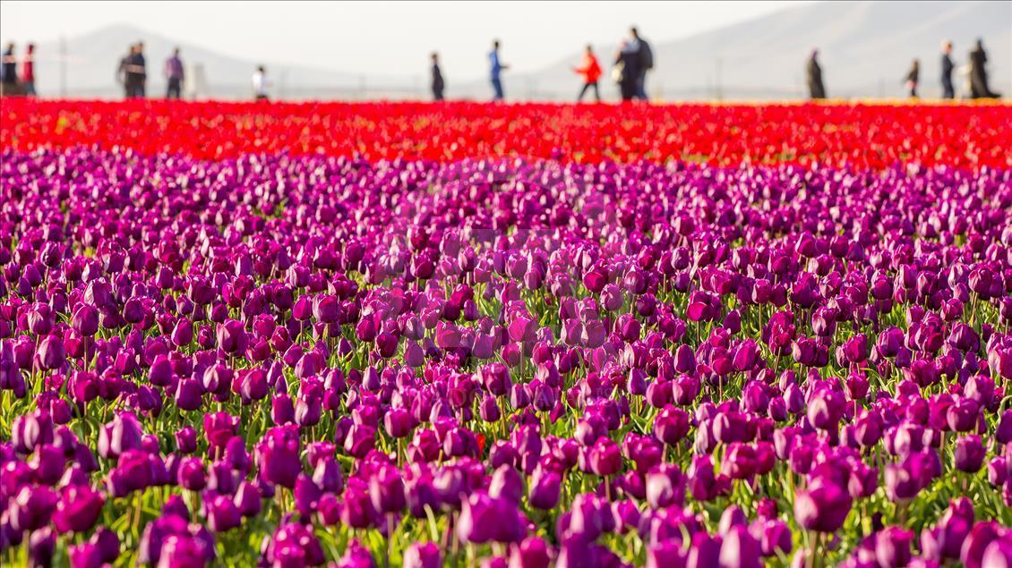 Colorful tulip fields in Turkey's Konya
