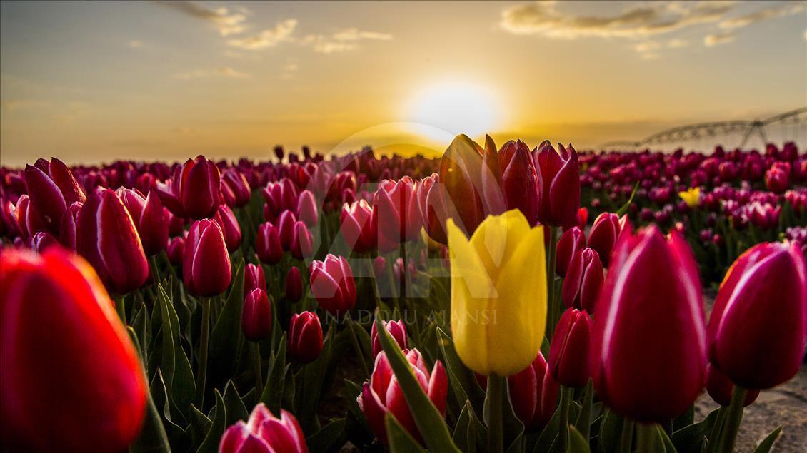 Colorful tulip fields in Turkey's Konya