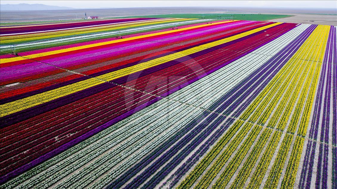 Colorful tulip fields in Turkey's Konya