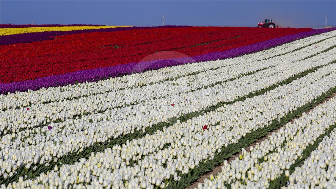 Colorful tulip fields in Turkey's Konya