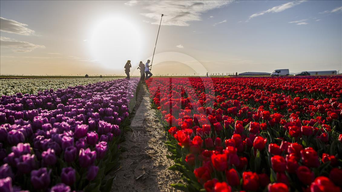 Colorful tulip fields in Turkey's Konya
