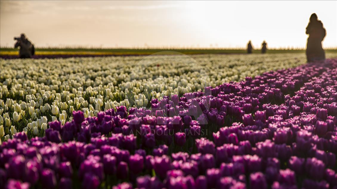 Colorful tulip fields in Turkey's Konya