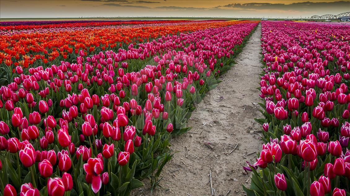 Colorful tulip fields in Turkey's Konya - Anadolu Ajansı