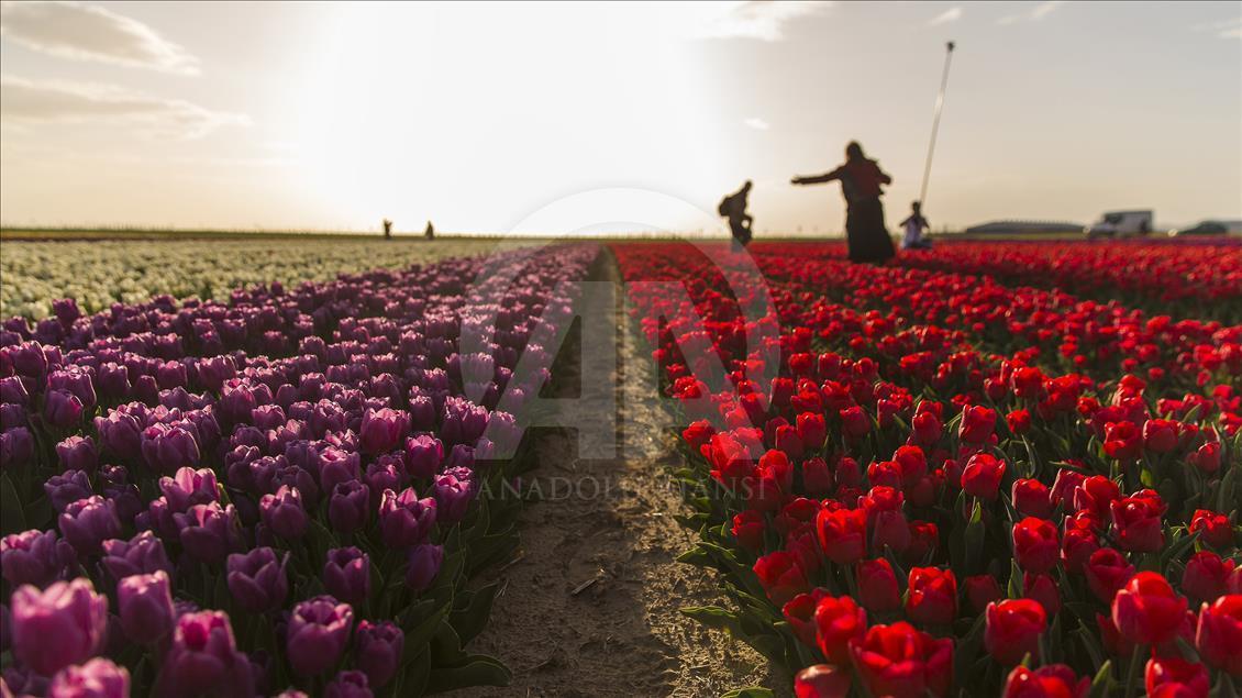 Colorful tulip fields in Turkey's Konya