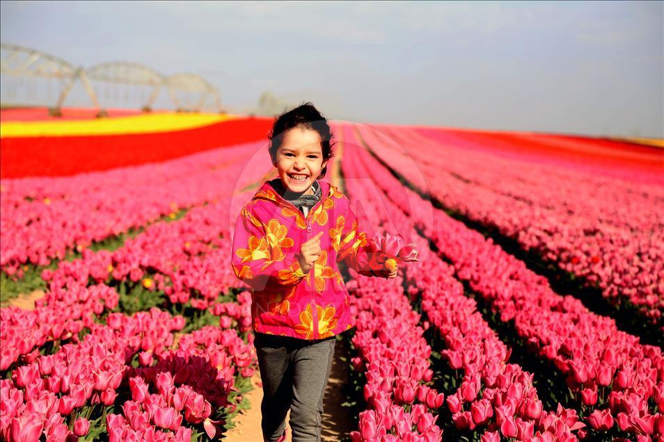 Colorful tulip fields in Turkey's Konya