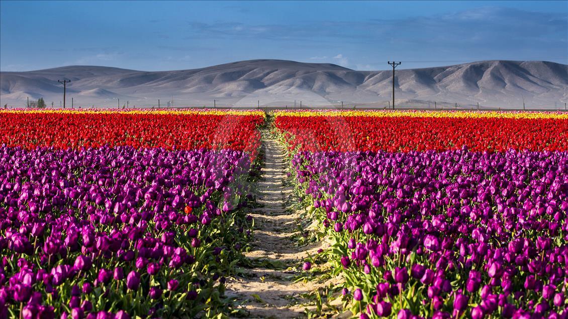 Colorful tulip fields in Turkey's Konya