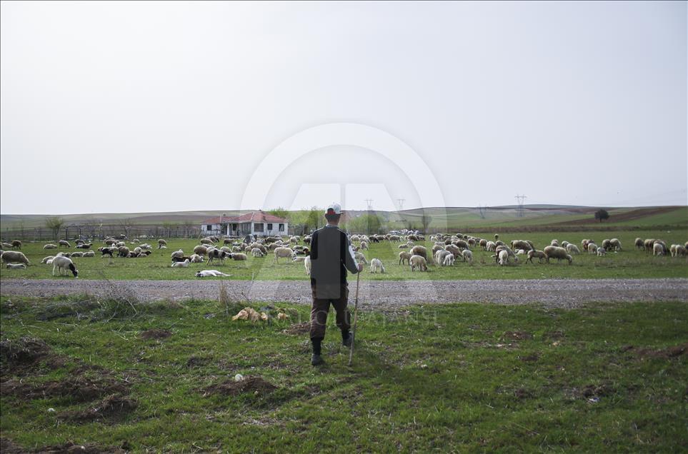 Çobanların bahar mesaisi başladı