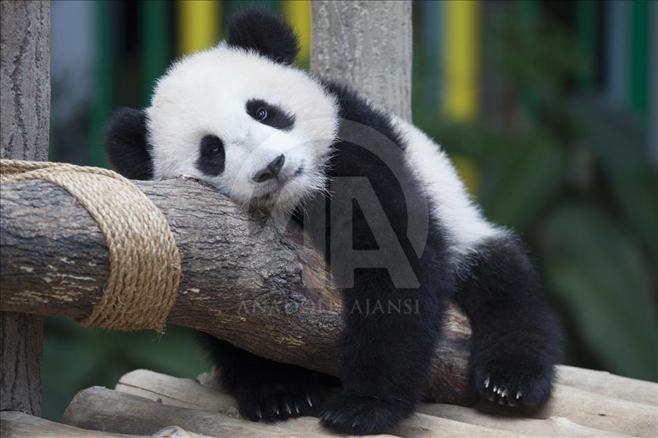 Malezya Hayvanat Bahçesi'ndeki yavru pandaya isim seçildi